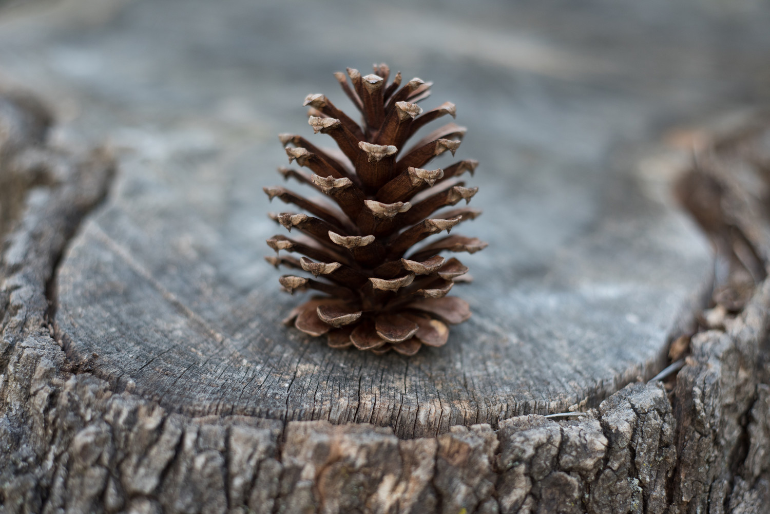 pine.jpg